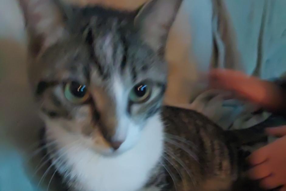 Vermisstmeldung Katze Männliche , 1 jahre Steenokkerzeel Belgien