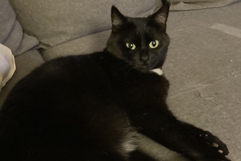 Vermisstmeldung Katze  Weiblich , 9 jahre Soignies Belgien