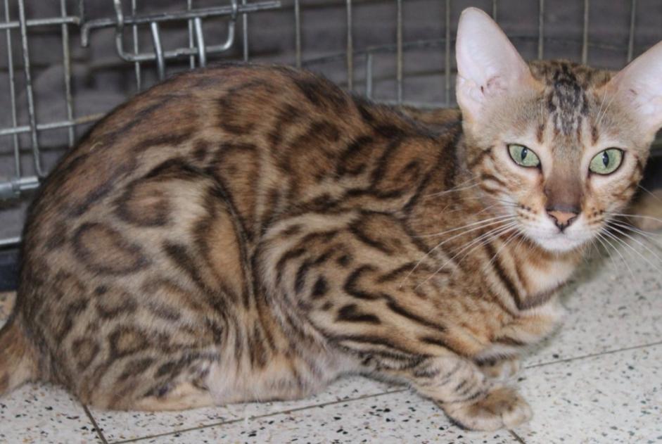 Vermisstmeldung Katze Weiblich , 1 jahre Walcourt Belgien Vermisstmeldung Katze Weiblich , 1 jahre Walcourt Belgien