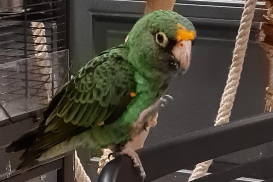 Vermisstmeldung Vogel Männliche , 2026 jahre Kortenaken Belgien