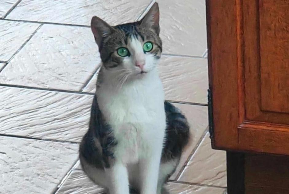 Disappearance alert Cat Male , 1 years Fontaine-l'Évêque Belgium