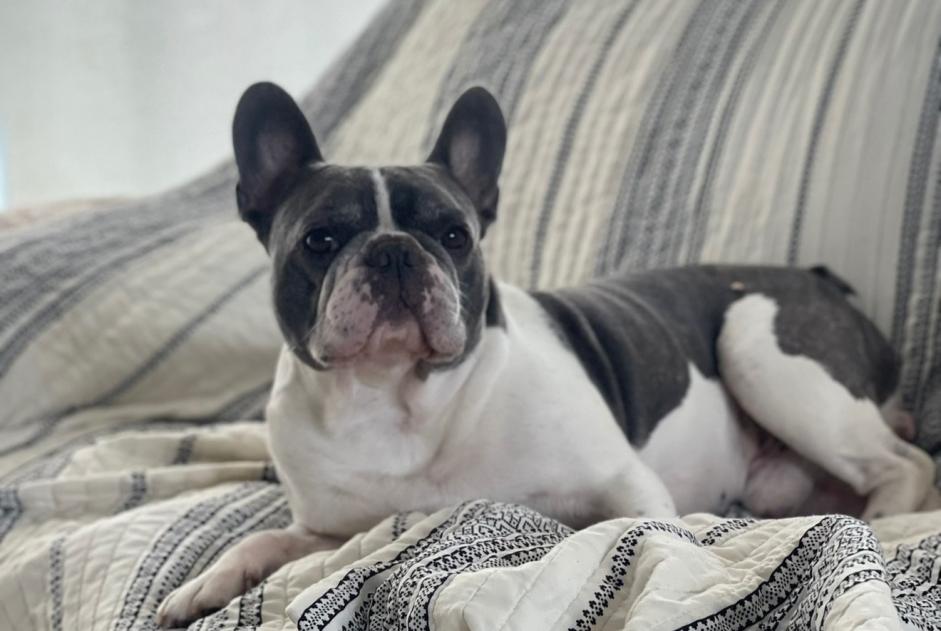 Disappearance alert Dog  Male , 10 years Hal Belgium