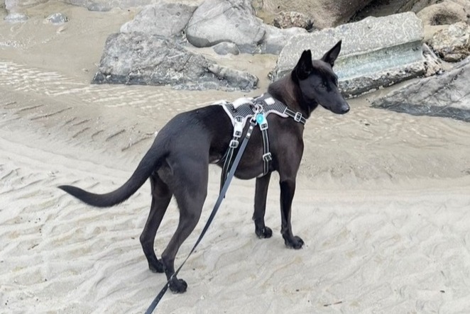 Disappearance alert Dog miscegenation Female , 2 years Tournai Belgium