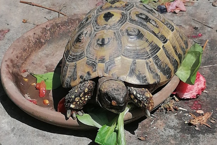 Disappearance alert Tortoise Male , 2026 years Pajottegem Belgium