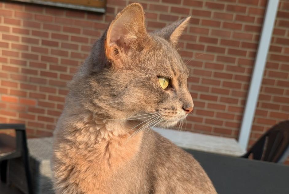 Alerta de Desaparición Gato  Macho , 3 años Charleroi Bélgica