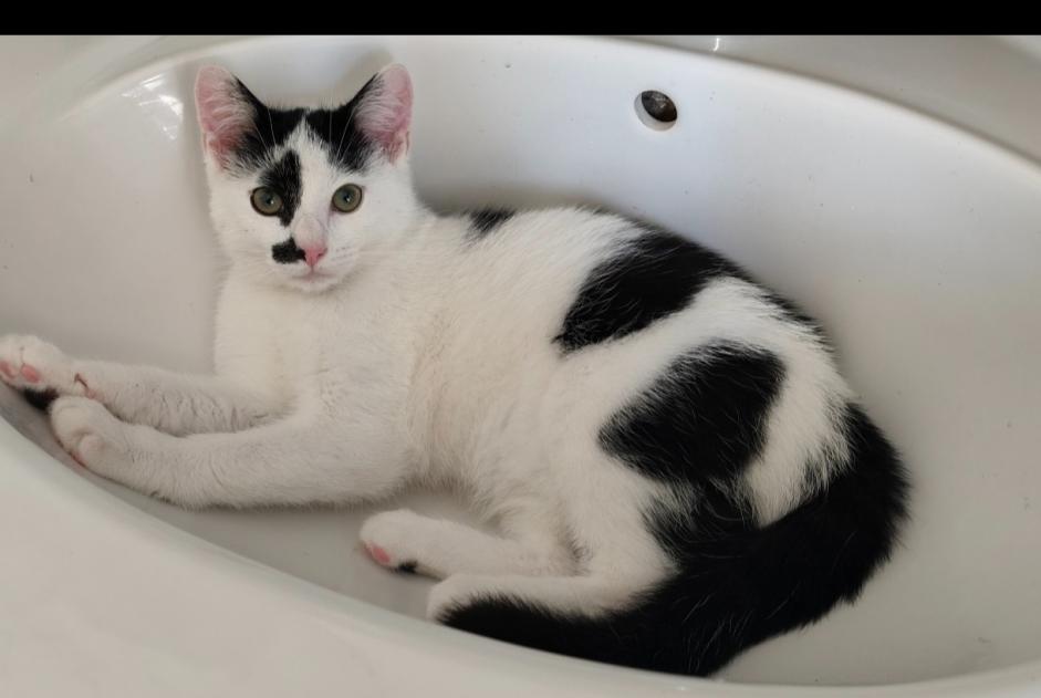 Alerta de Desaparición Gato Macho , 0 años Saint-Nicolas Bélgica