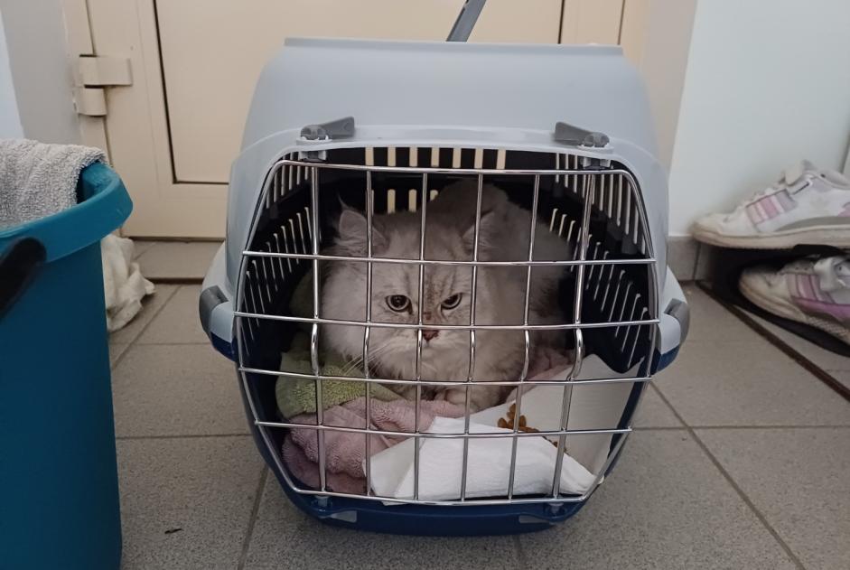 Alerta de Hallazgo Gato  Desconocido Zaventem Bélgica