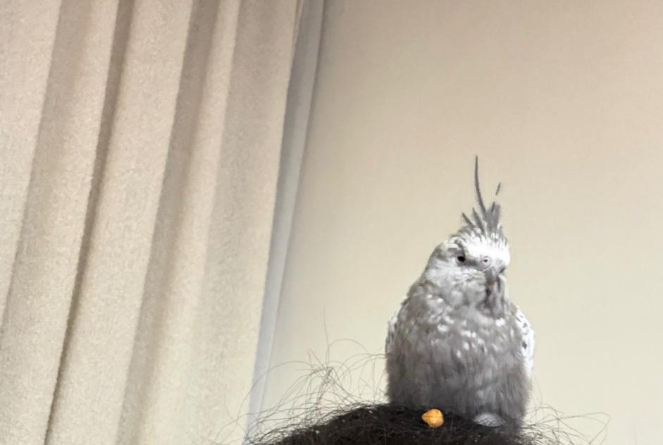 Alerta de Hallazgo Pájaro Desconocido Bruxelles Bélgica