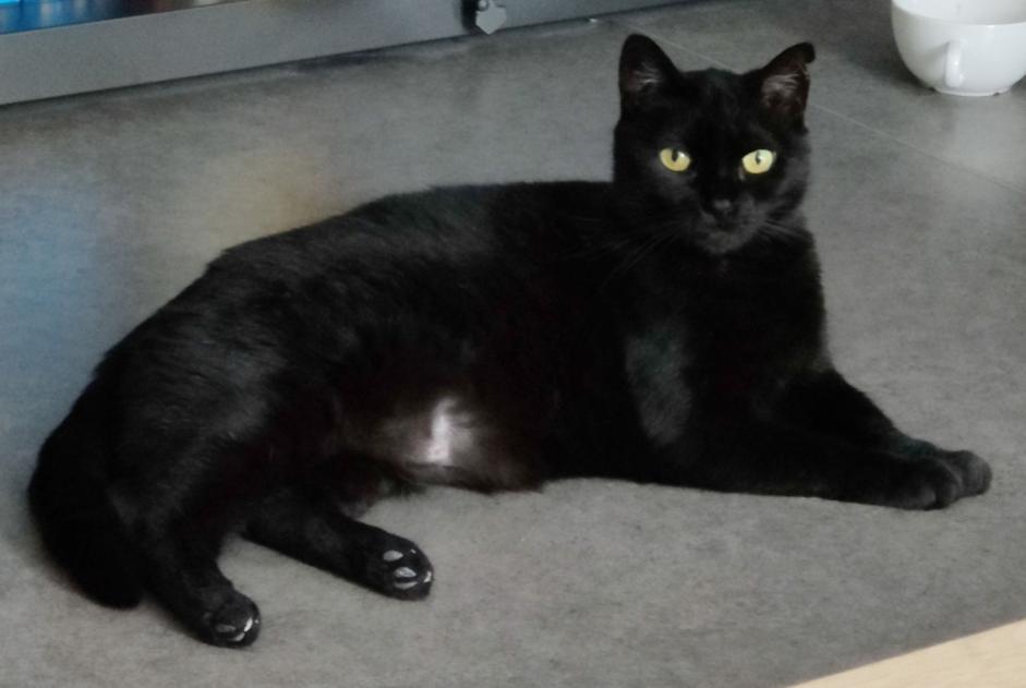 Alerte Disparition Chat Femelle , 10 ans Malle Belgique Alerte Disparition Chat Femelle , 10 ans Malle Belgique