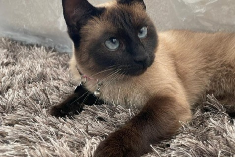 Alerte Disparition Chat Femelle , 4 ans Zaventem Belgique Alerte Disparition Chat Femelle , 4 ans Zaventem Belgique