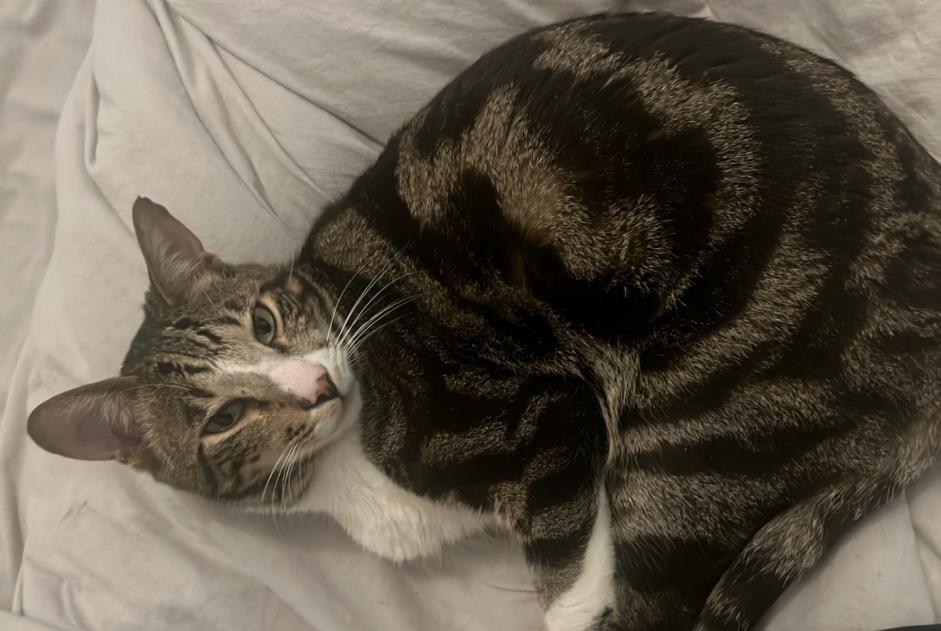 Alerte Disparition Chat croisement Mâle , 5 ans Ixelles Belgique