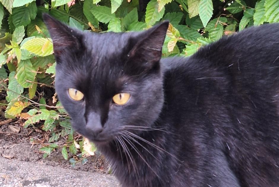 Alerte Découverte Chat Femelle Jette Belgique