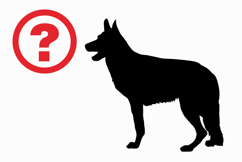 Alerte Disparition Chien  Mâle , 8 ans Bièvre Belgique