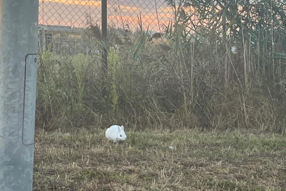 Alerte Découverte Lapin Inconnu De Pinte Belgique