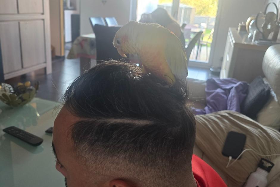 Alerte Découverte Oiseau Inconnu Colfontaine Belgique