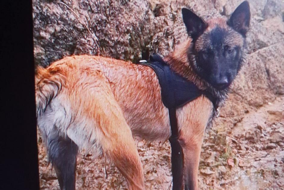 Avviso scomparsa Cane  Maschio , 10 anni Somme-Leuze Belgio