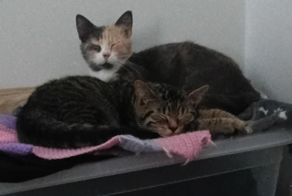 Avviso scomparsa Gatto Femmina , 1 anni Dilbeek Belgio Avviso scomparsa Gatto Femmina , 1 anni Dilbeek Belgio