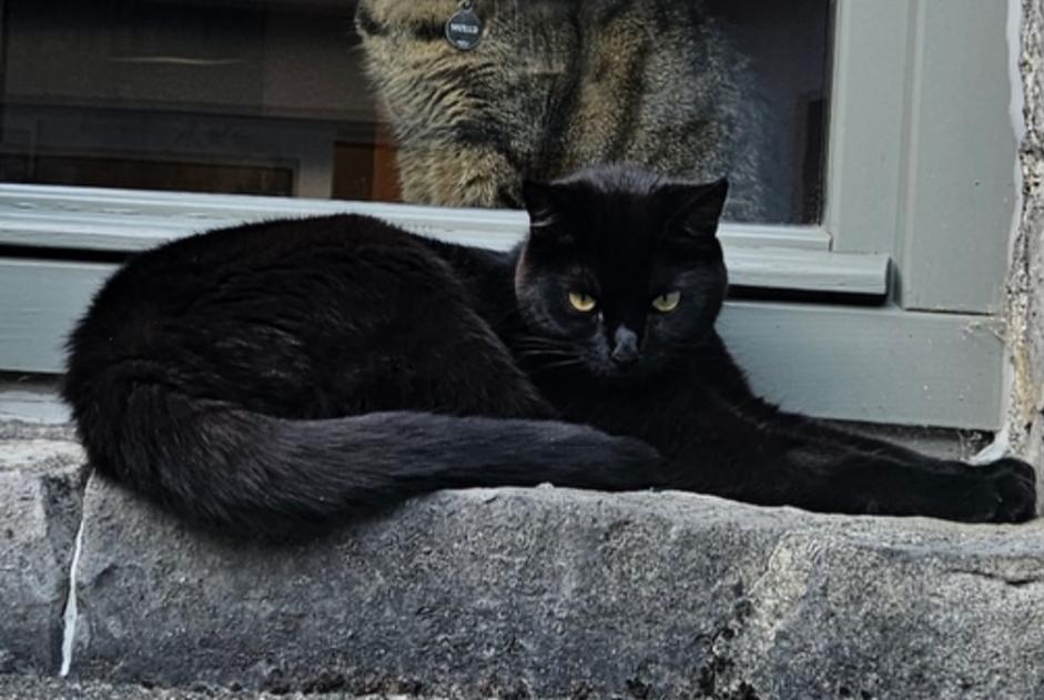 Avviso scomparsa Gatto incrocio di razze Femmina , 3 anni Andenne Belgio