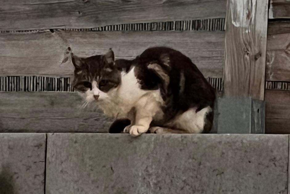 Avviso Ritrovamento Gatto Non conosciuta Oupeye Belgio Avviso Ritrovamento Gatto Non conosciuta Oupeye Belgio