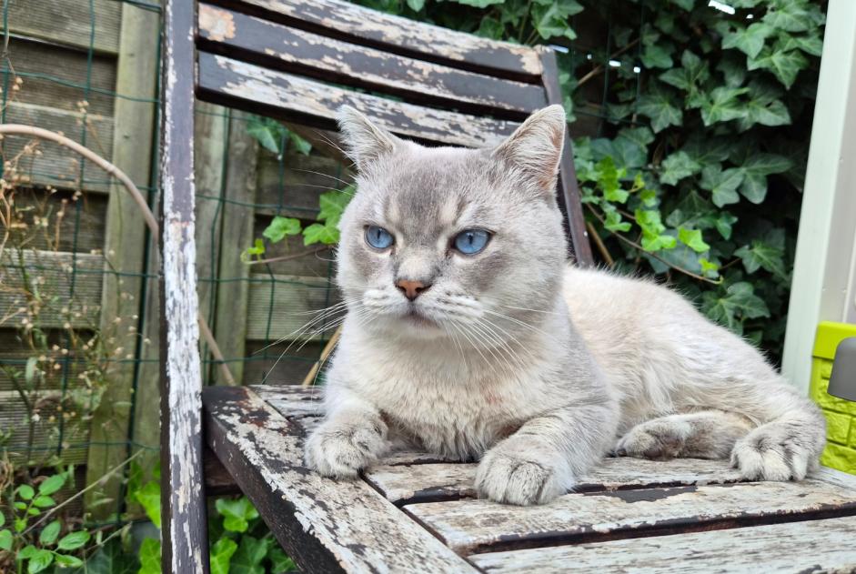 Alerta descoberta Gato cruzamento Macho Wezembeek-Oppem Belgium